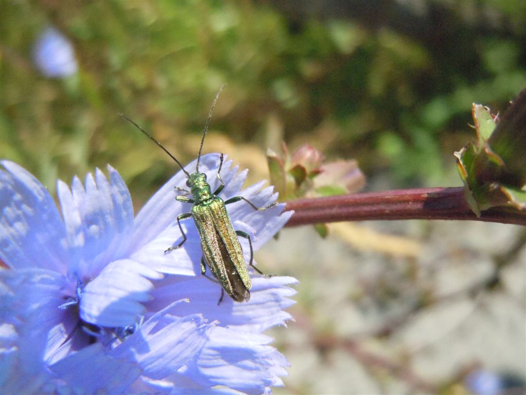 Oedemera nobilis femmina?